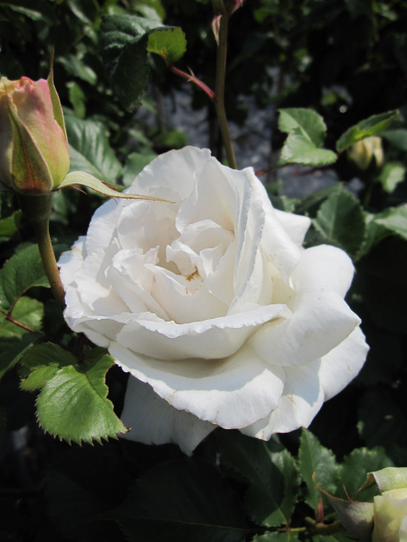 Englische Rose Margaret Merril